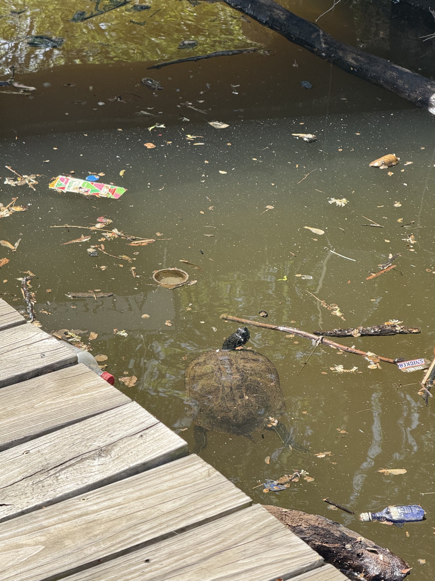 A turtle swimming past a dock on the Anacostia among floating bottles, wrappers, and debris.