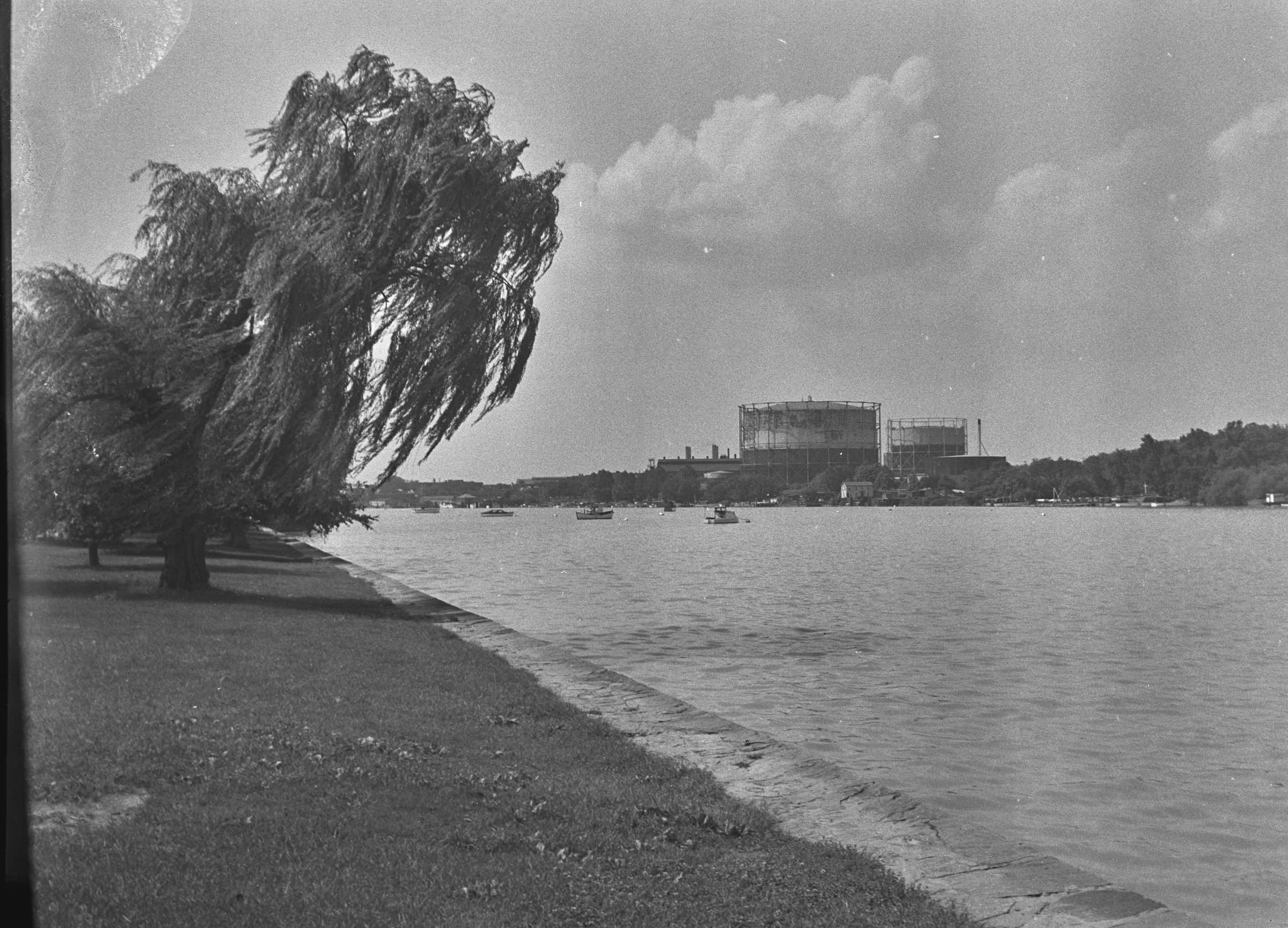 A willow leaning over the calm Anacostia shoreline in the early twentieth century.
