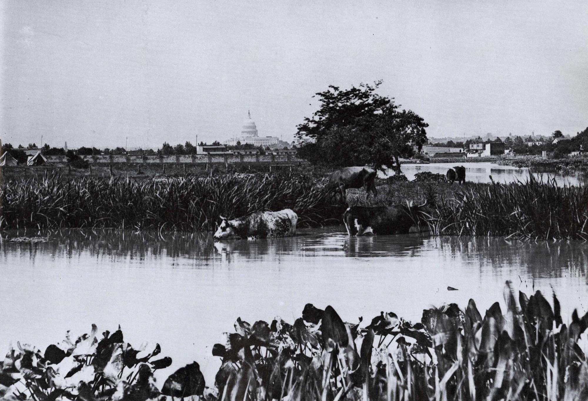 Cattle standing in the tidal marsh of Washington's waterfront around 1876, the U.S. Capitol dome on the horizon.